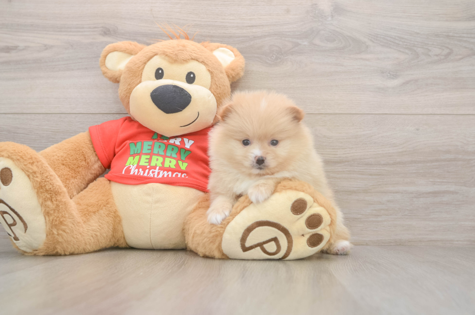 5 week old Pomeranian Puppy For Sale - Pilesgrove Pups