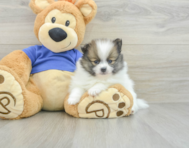 7 week old Pomeranian Puppy For Sale - Pilesgrove Pups