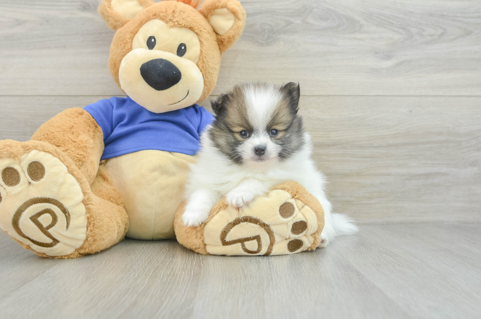 7 week old Pomeranian Puppy For Sale - Pilesgrove Pups