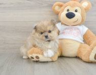 8 week old Pomeranian Puppy For Sale - Pilesgrove Pups