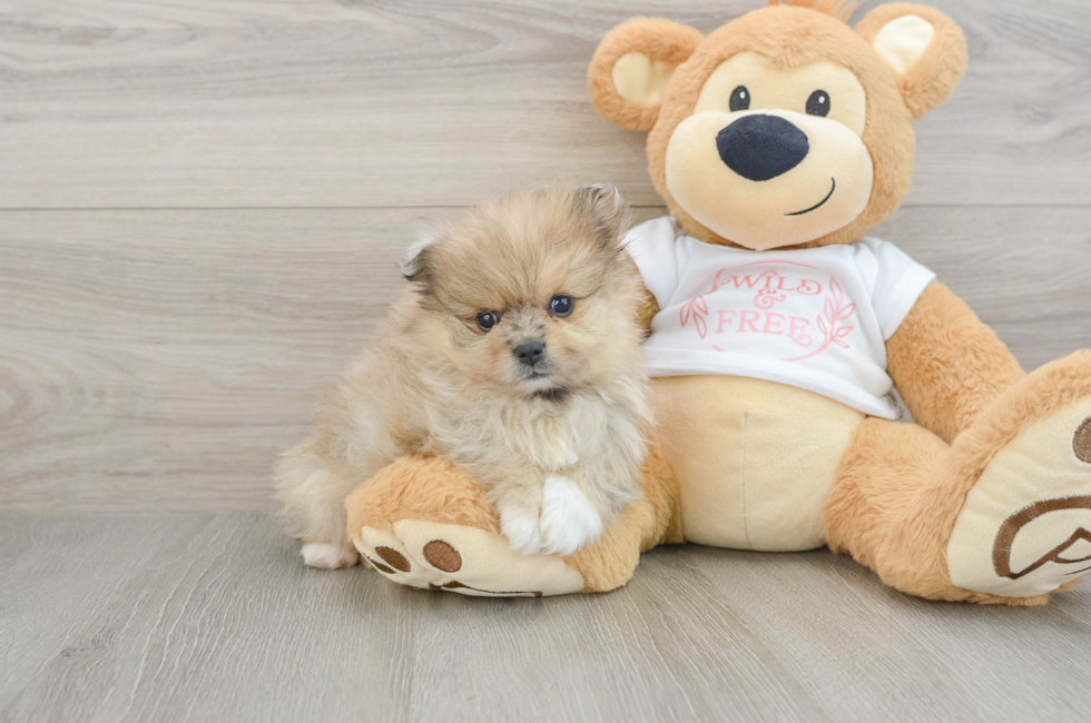 5 week old Pomeranian Puppy For Sale - Pilesgrove Pups