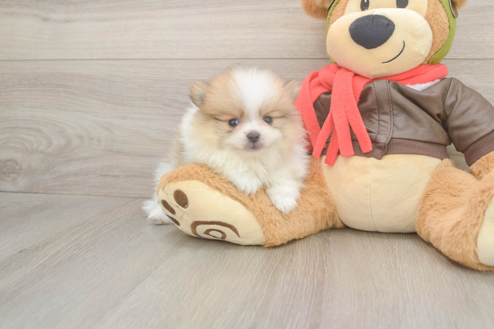 Pomeranian Pup Being Cute