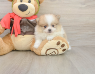 8 week old Pomeranian Puppy For Sale - Pilesgrove Pups