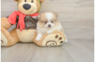 Hypoallergenic Pomeranian Purebred Pup