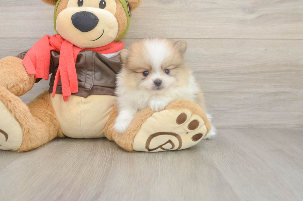 5 week old Pomeranian Puppy For Sale - Pilesgrove Pups