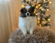 11 week old Pomeranian Puppy For Sale - Pilesgrove Pups