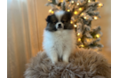 Pomeranian Pup Being Cute