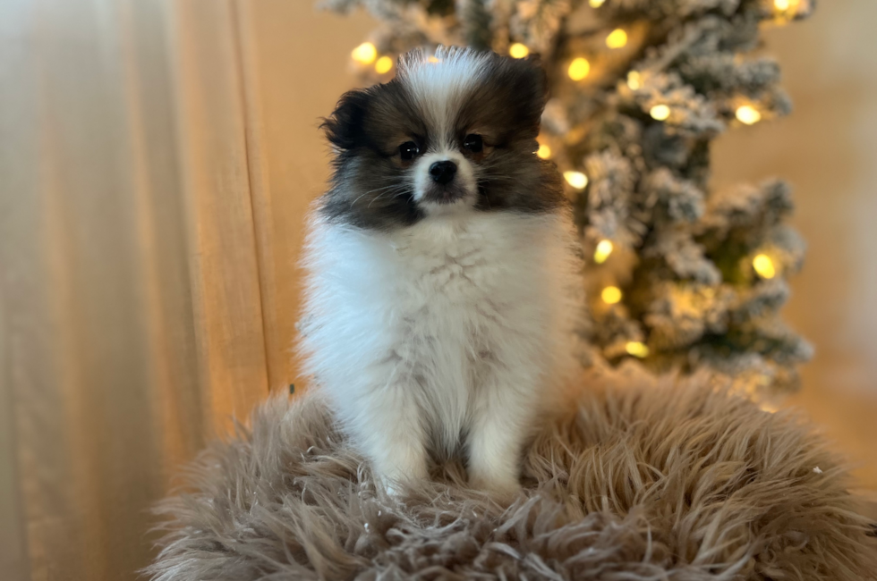 11 week old Pomeranian Puppy For Sale - Pilesgrove Pups