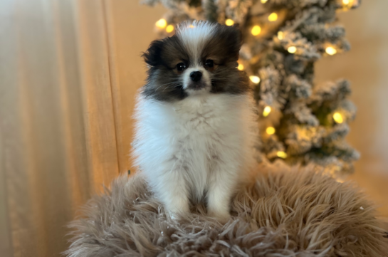 Pomeranian Pup Being Cute