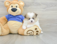 7 week old Pomeranian Puppy For Sale - Pilesgrove Pups