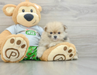 5 week old Pomeranian Puppy For Sale - Pilesgrove Pups