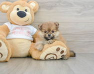 8 week old Pomeranian Puppy For Sale - Pilesgrove Pups
