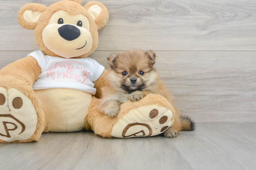 5 week old Pomeranian Puppy For Sale - Pilesgrove Pups