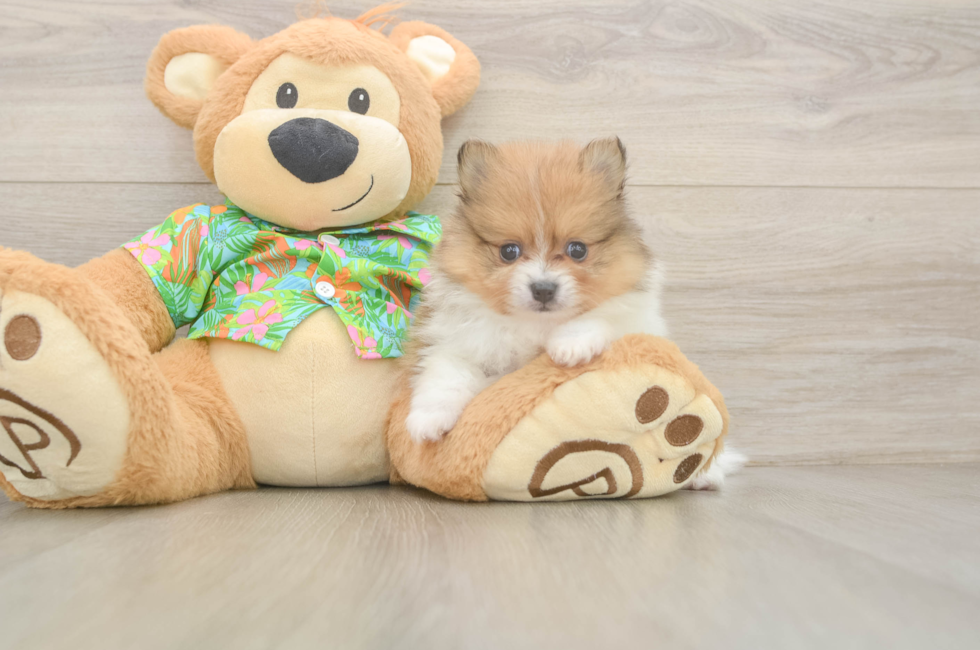 5 week old Pomeranian Puppy For Sale - Pilesgrove Pups