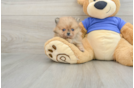 Hypoallergenic Pomeranian Baby