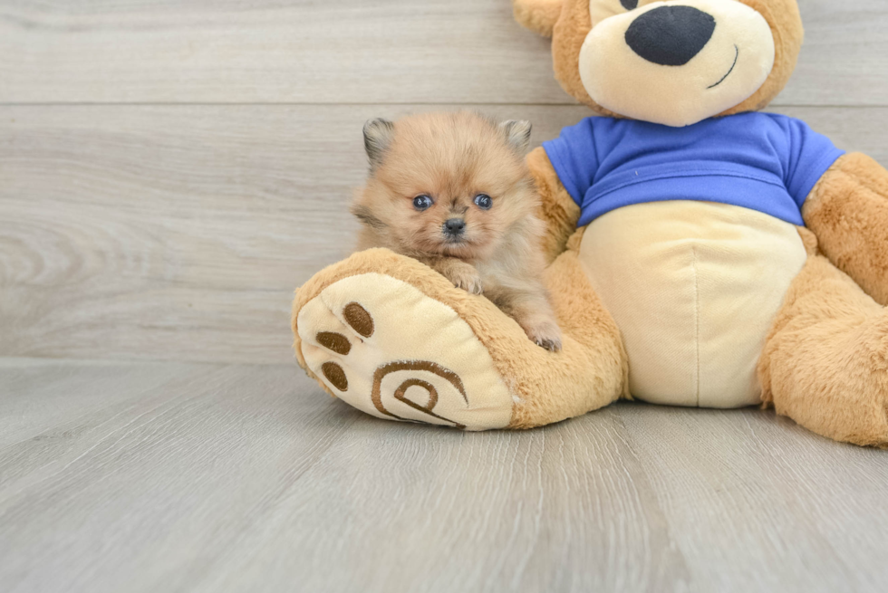 Hypoallergenic Pomeranian Baby