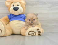 8 week old Pomeranian Puppy For Sale - Pilesgrove Pups