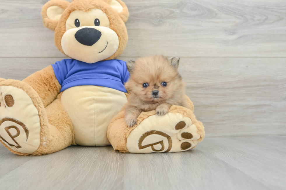 7 week old Pomeranian Puppy For Sale - Pilesgrove Pups