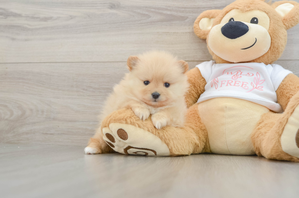 5 week old Pomeranian Puppy For Sale - Pilesgrove Pups