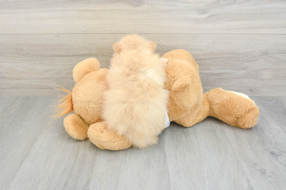Best Pomeranian Baby