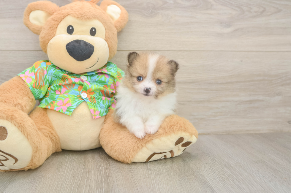 5 week old Pomeranian Puppy For Sale - Pilesgrove Pups