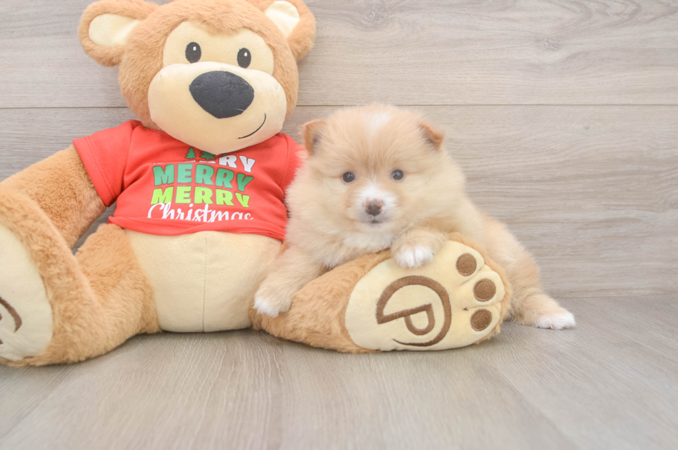 5 week old Pomeranian Puppy For Sale - Pilesgrove Pups