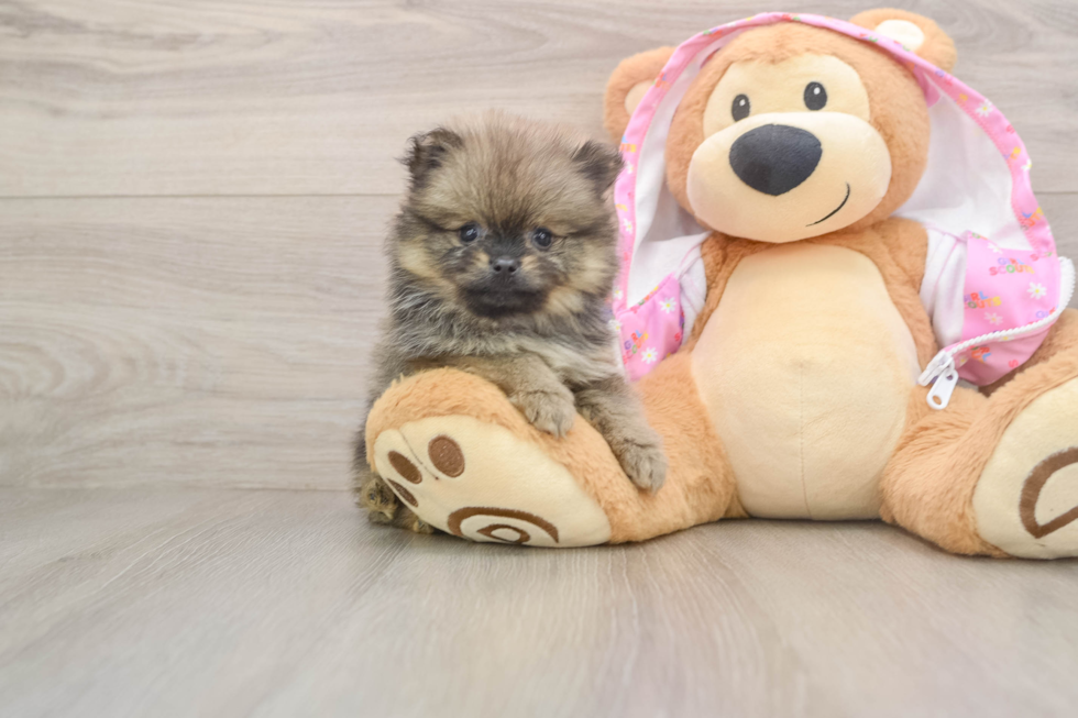 Pomeranian Puppy for Adoption