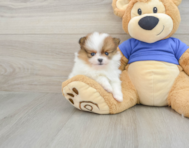 7 week old Pomeranian Puppy For Sale - Pilesgrove Pups