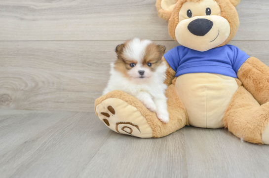 Happy Swergspitz Purebred Puppy