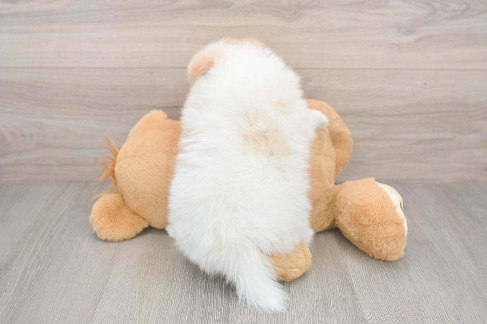 Pomeranian Pup Being Cute