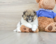 6 week old Pomeranian Puppy For Sale - Pilesgrove Pups