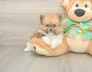 5 week old Pomeranian Puppy For Sale - Pilesgrove Pups