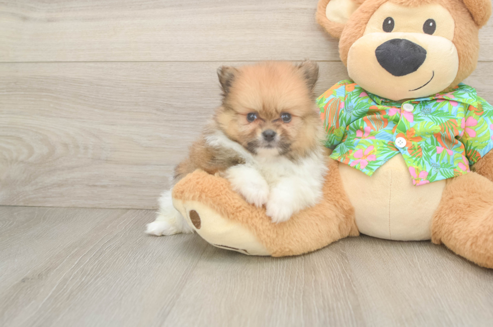 5 week old Pomeranian Puppy For Sale - Pilesgrove Pups