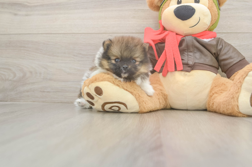 5 week old Pomeranian Puppy For Sale - Pilesgrove Pups