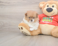 6 week old Pomeranian Puppy For Sale - Pilesgrove Pups