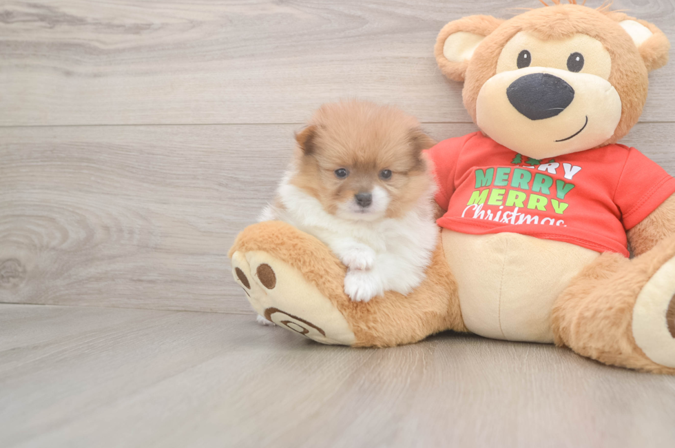 5 week old Pomeranian Puppy For Sale - Pilesgrove Pups