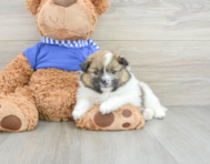 6 week old Pomeranian Puppy For Sale - Pilesgrove Pups