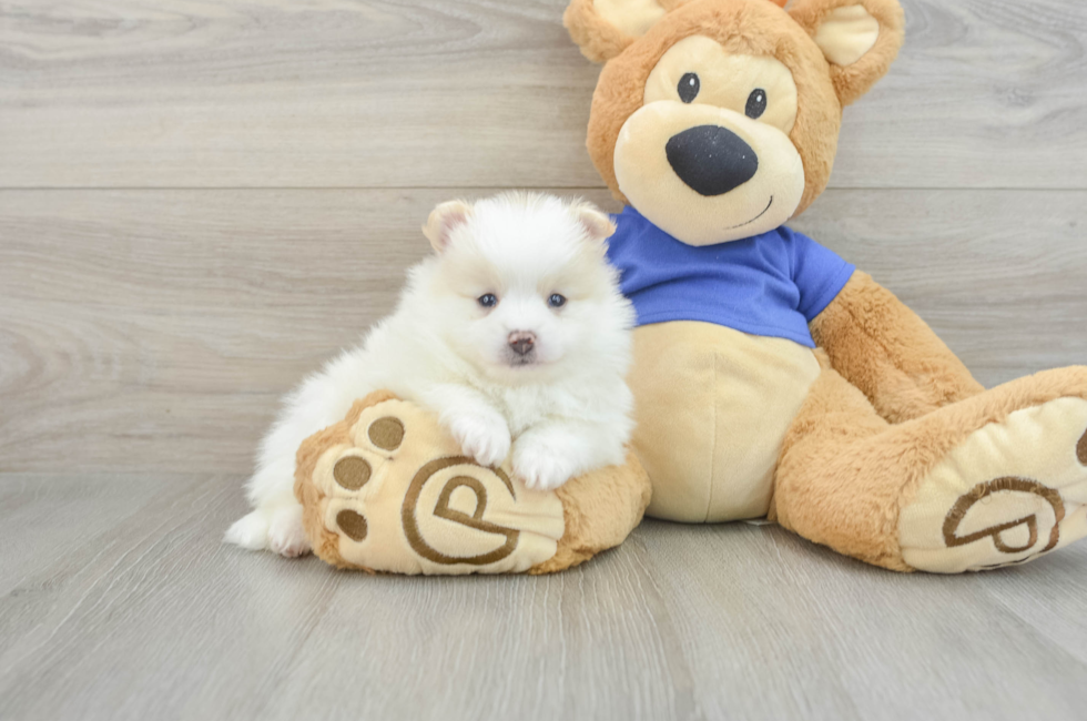 7 week old Pomeranian Puppy For Sale - Pilesgrove Pups