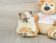 6 week old Pomeranian Puppy For Sale - Pilesgrove Pups