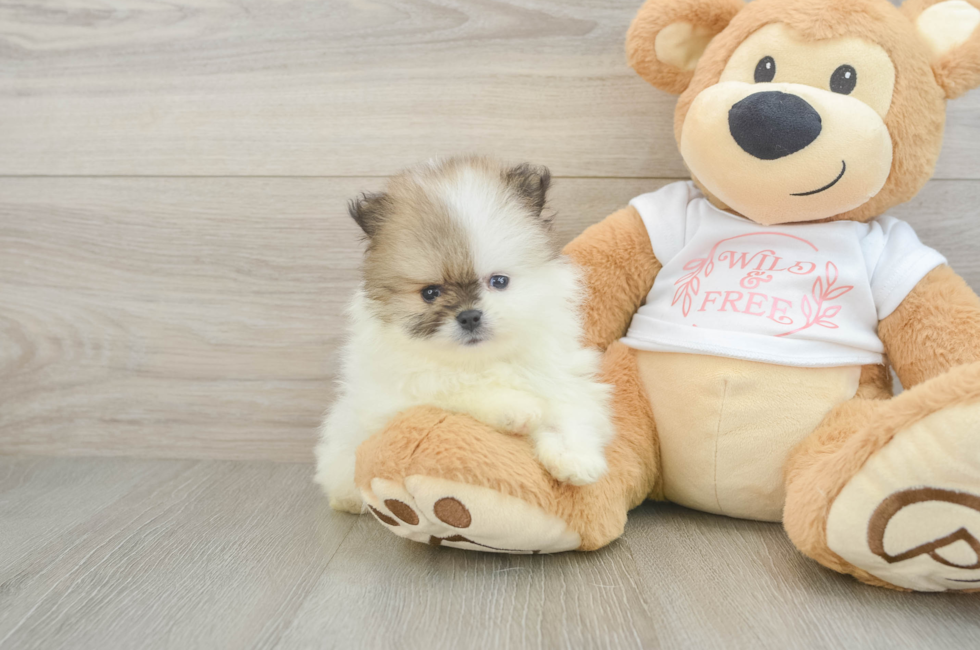 6 week old Pomeranian Puppy For Sale - Pilesgrove Pups