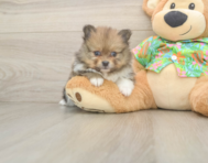 5 week old Pomeranian Puppy For Sale - Pilesgrove Pups