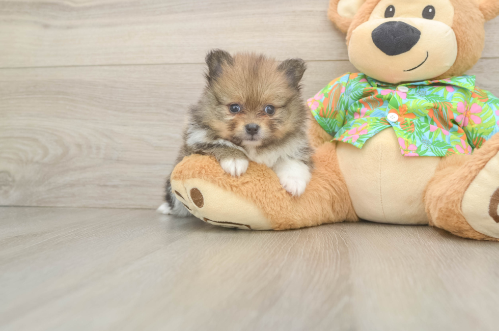 5 week old Pomeranian Puppy For Sale - Pilesgrove Pups