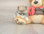 8 week old Pomeranian Puppy For Sale - Pilesgrove Pups