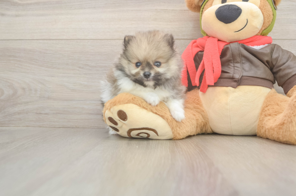5 week old Pomeranian Puppy For Sale - Pilesgrove Pups