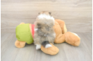 Fluffy Pom Purebred Puppy