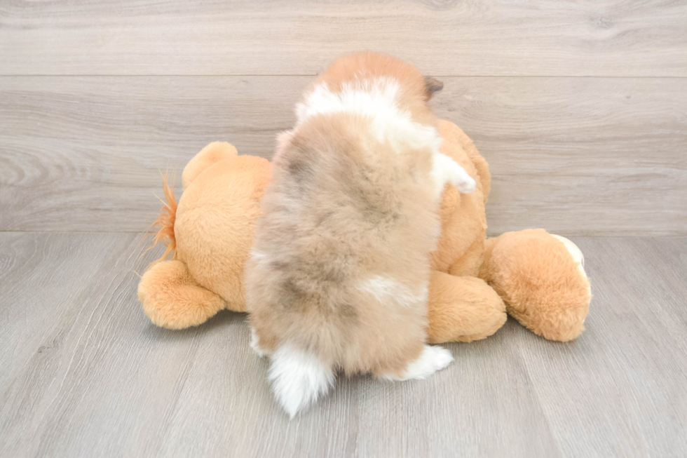 Adorable Pom Pom Purebred Puppy
