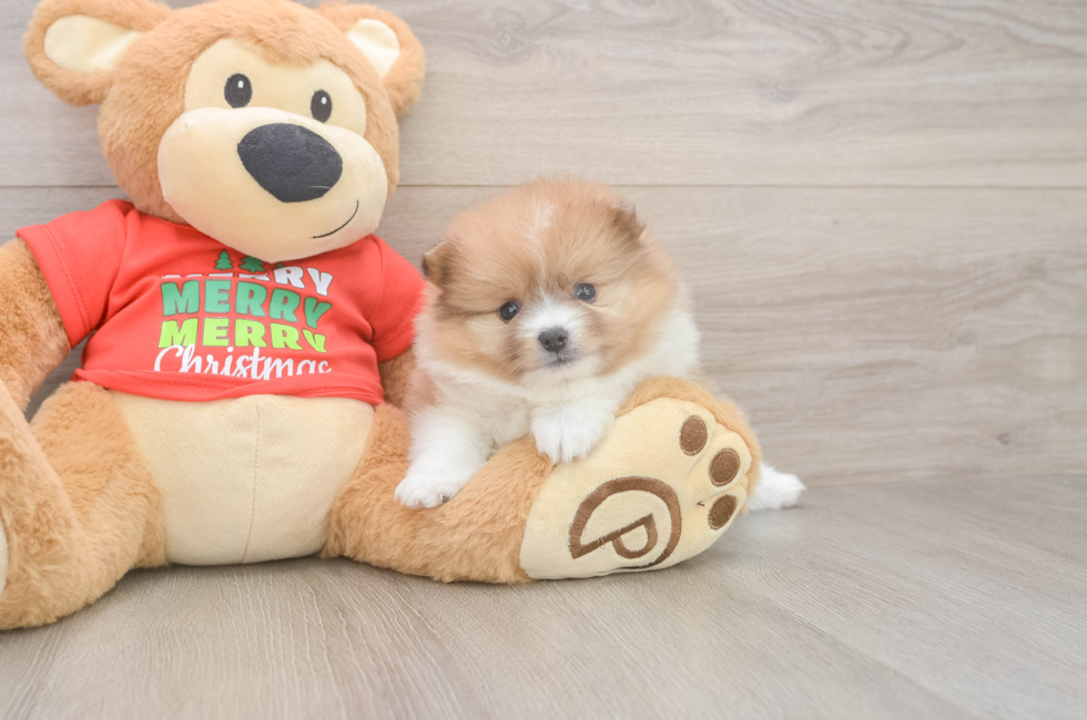 5 week old Pomeranian Puppy For Sale - Pilesgrove Pups