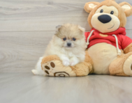 8 week old Pomeranian Puppy For Sale - Pilesgrove Pups