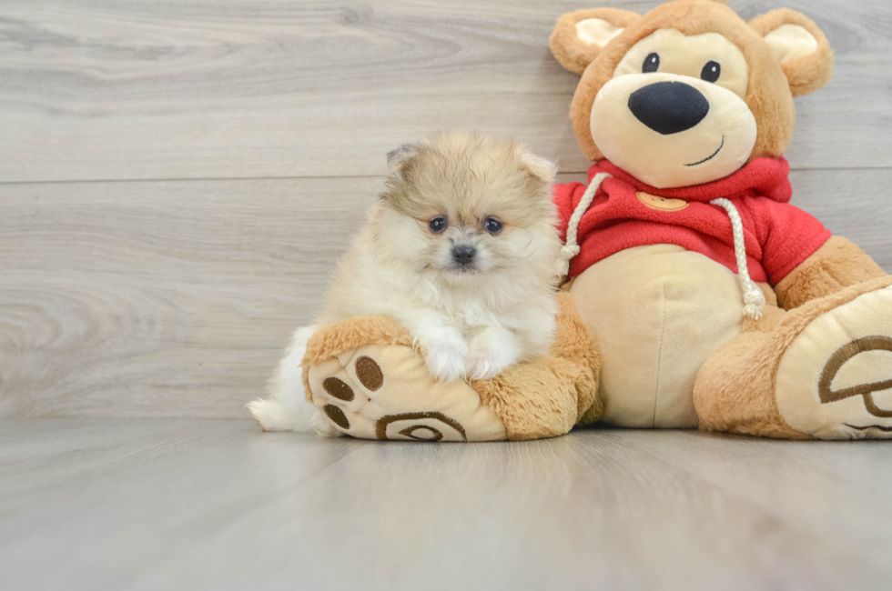 8 week old Pomeranian Puppy For Sale - Pilesgrove Pups