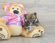 8 week old Pomeranian Puppy For Sale - Pilesgrove Pups